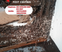 Protect your home from termites with ADJ and R Pest Control. Our expert termite treatment services ensure thorough inspection, customized plans, professional application, and ongoing monitoring for long-term protection and peace of mind. Contact us today for a termite-free home.