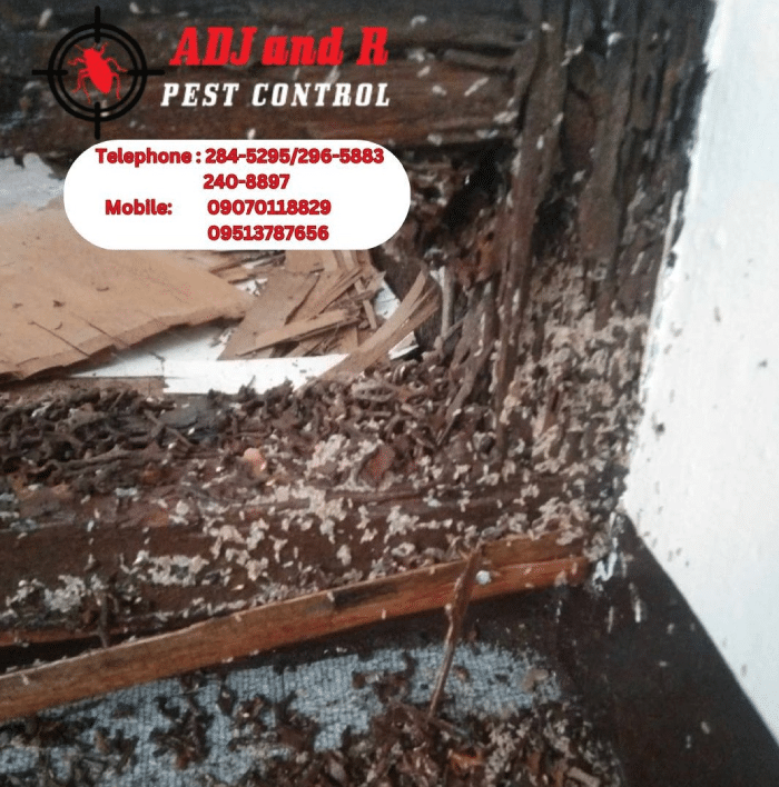 Protect your home from termites with ADJ and R Pest Control. Our expert termite treatment services ensure thorough inspection, customized plans, professional application, and ongoing monitoring for long-term protection and peace of mind. Contact us today for a termite-free home.