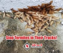 Are termites turning your home into their buffet?