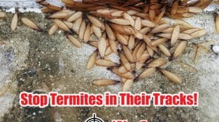 Are termites turning your home into their buffet?