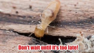 Protect Your Home from Termites!