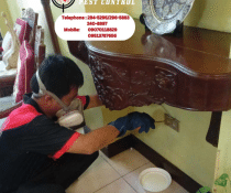 Protect your home from termite damage with ADJ and R Pest Control's expert termite treatment in Davao. Serving West Insular Village, we offer comprehensive inspections, customized treatment plans, and preventative measures. Contact us today for reliable termite control solutions.