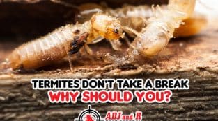 Termites Don’t Take a Break, Why Should You?