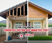 Termites Could Be Destroying Your Home Right Now – Without You Knowing It!