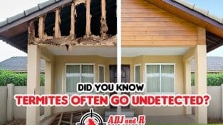 Termites Could Be Destroying Your Home Right Now – Without You Knowing It!