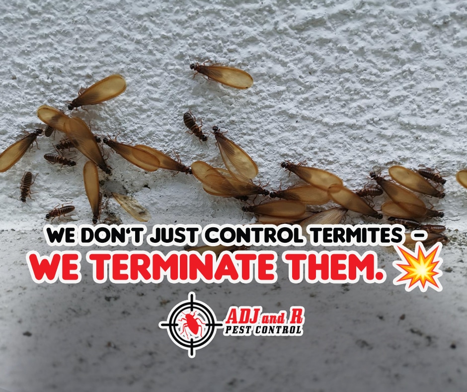 Davao Termites - ADJ and R Pest Control Services in Davao City