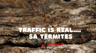 TRAFFIC SA MGA TERMITES