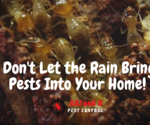 Pest ADJ and R - ADJ and R Pest Control Services in Davao City