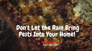 🌧️☔ Don’t Let the Rain Bring Pests Into Your Home! ❄️🐜