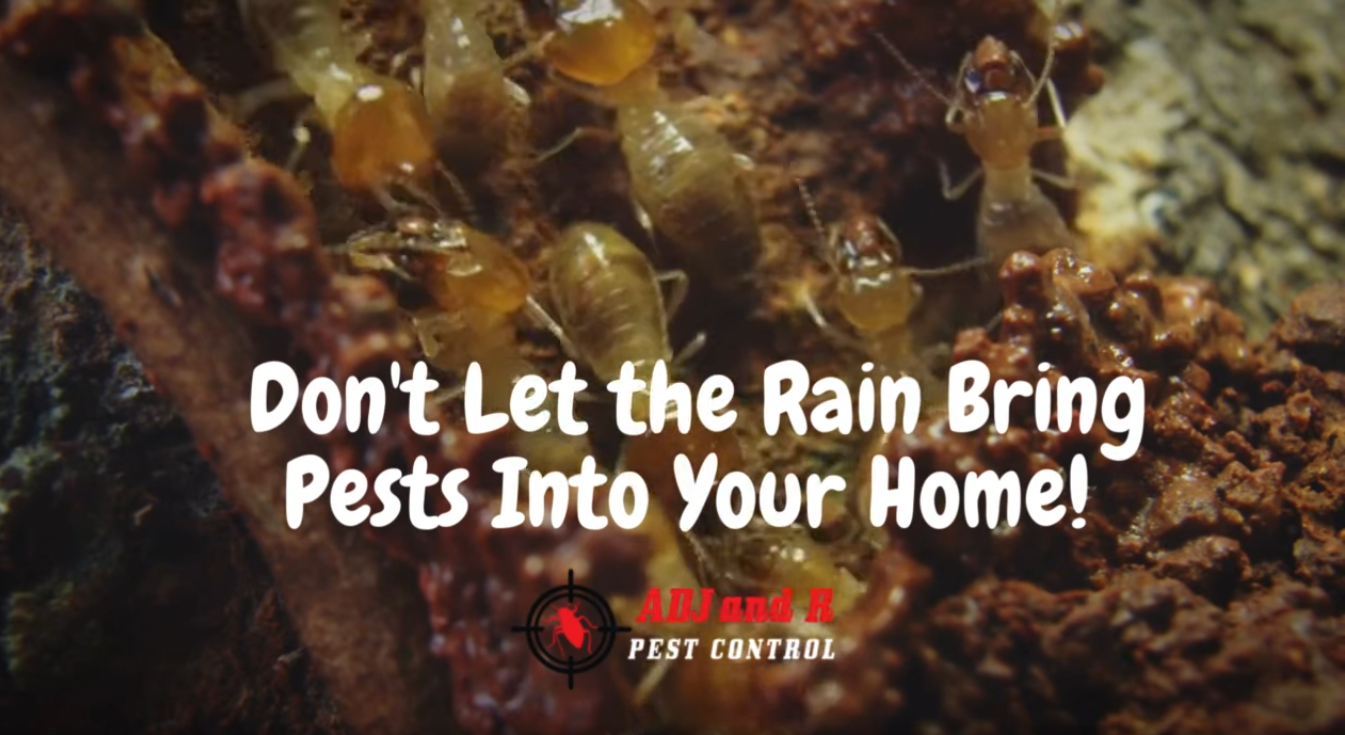 Pest ADJ and R - ADJ and R Pest Control Services in Davao City