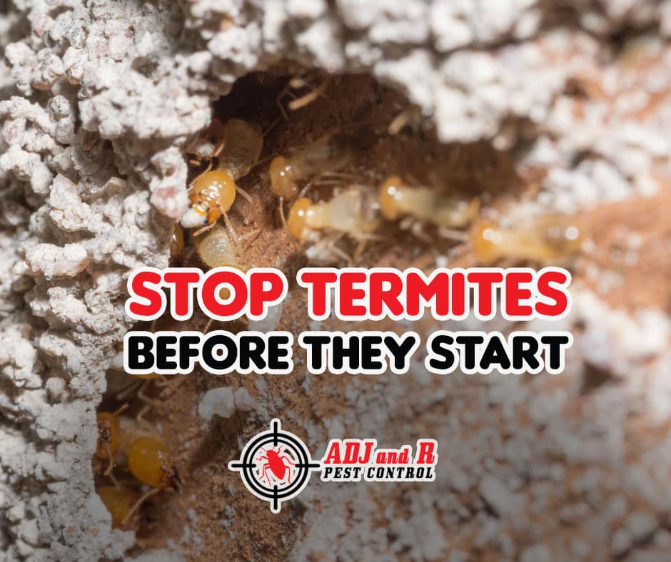 termites davao - ADJ and R Pest Control Services in Davao City