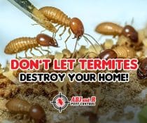 termite - ADJ and R Pest Control Services in Davao City