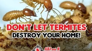 🚨 Don’t Let Termites Destroy Your Home! 🚨