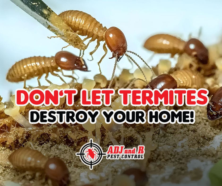 termite - ADJ and R Pest Control Services in Davao City