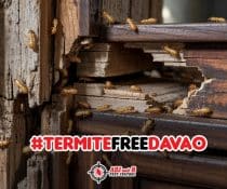 termite free davao - ADJ and R Pest Control Services in Davao City