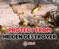 Termite davao - ADJ and R Pest Control Services in Davao City