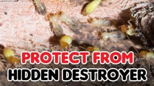 🚨 Shocking Termite Discovery!