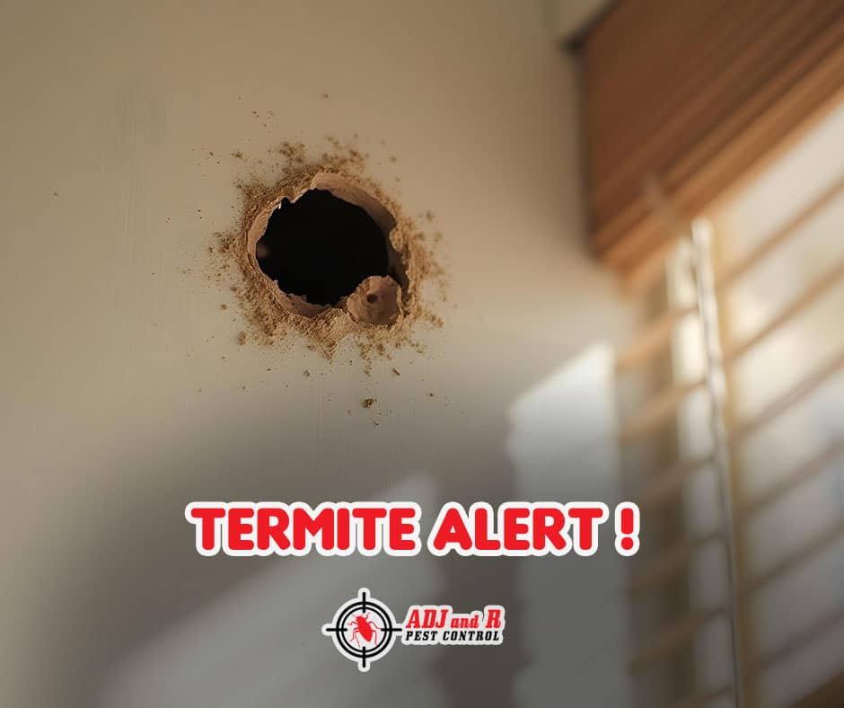 termite alert - ADJ and R Pest Control Services in Davao City