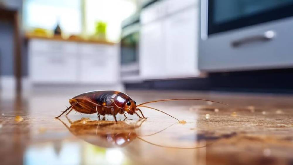 Discover why cockroach control in Davao is essential during the rainy season. Learn how ADJ and R Pest Control offers effective solutions to protect your home from pests.