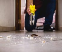Discover why cockroach control in Davao is essential during the rainy season. Learn how ADJ and R Pest Control offers effective solutions to protect your home from pests.