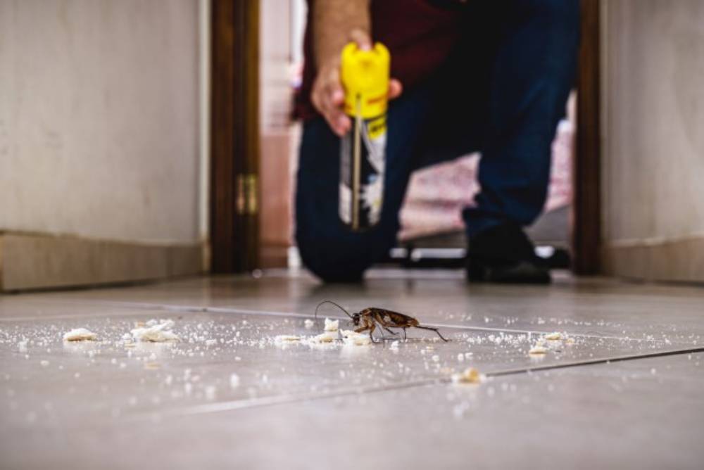 Discover why cockroach control in Davao is essential during the rainy season. Learn how ADJ and R Pest Control offers effective solutions to protect your home from pests.