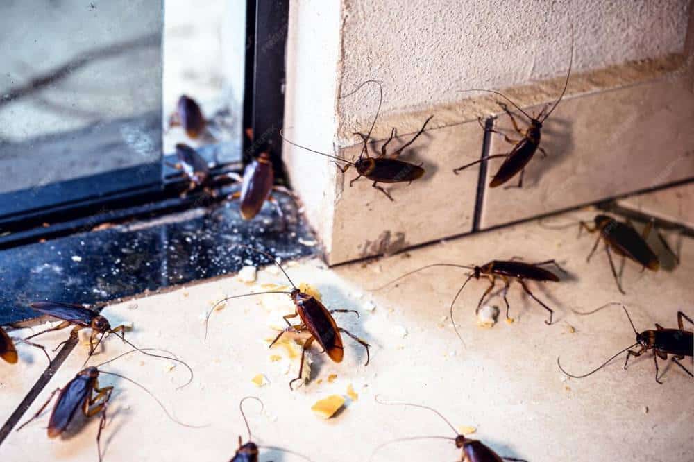 Discover why cockroach control in Davao is essential during the rainy season. Learn how ADJ and R Pest Control offers effective solutions to protect your home from pests.