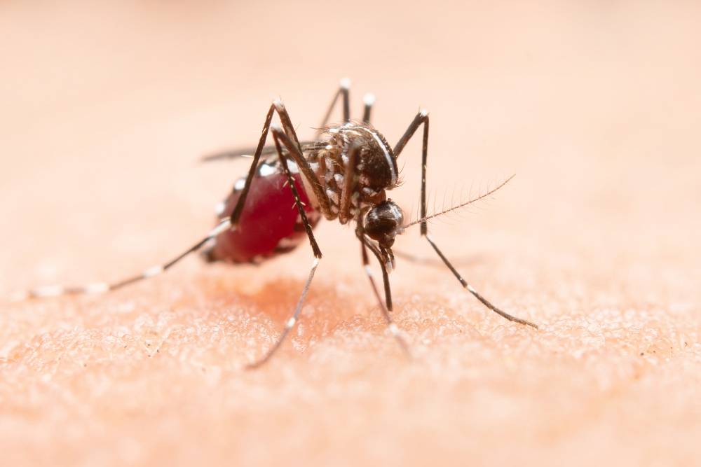 Discover effective mosquito control in Davao with ADJ and R Pest Control. Learn proven strategies to combat mosquitoes during the rainy season and protect your home and community.