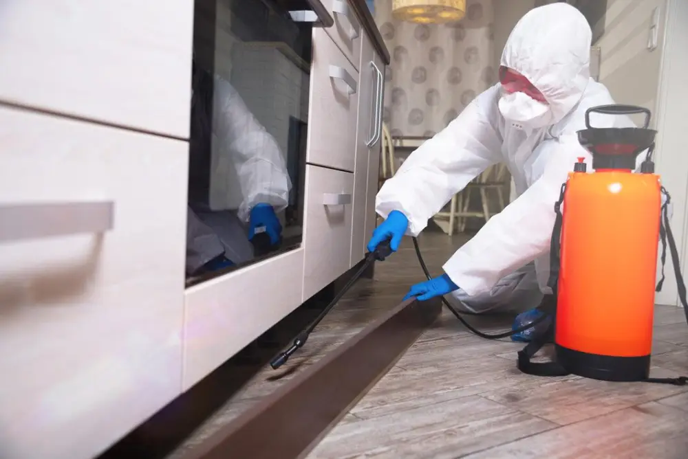 Discover the top 5 affordable pest control services in Davao with ADJ and R Pest Control. Effective, budget-friendly pest control solutions tailored for every budget. Protect your home today!