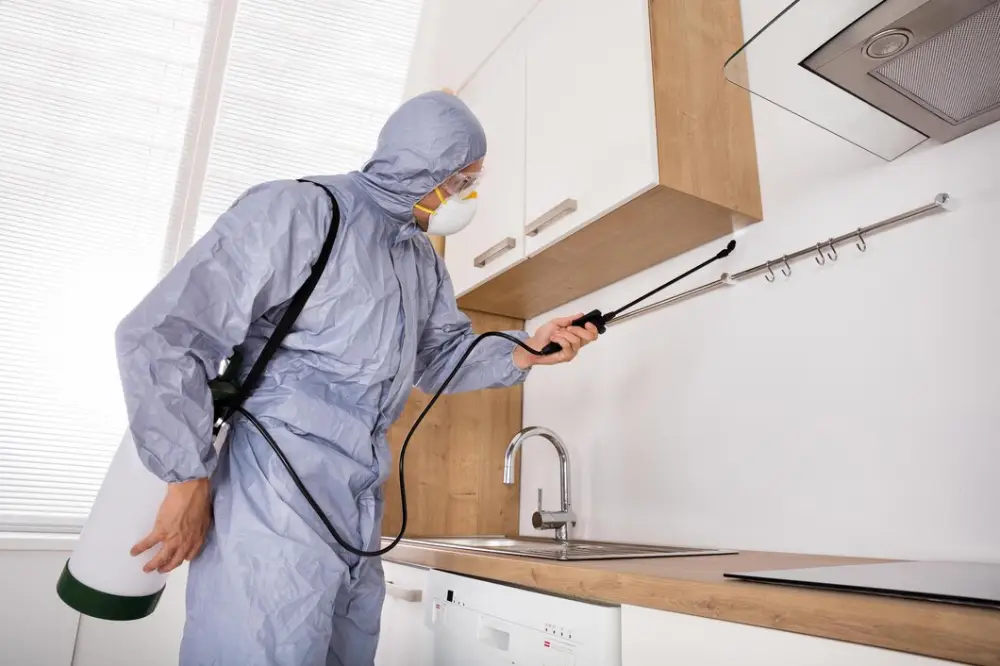Discover the top 5 affordable pest control services in Davao with ADJ and R Pest Control. Effective, budget-friendly pest control solutions tailored for every budget. Protect your home today!