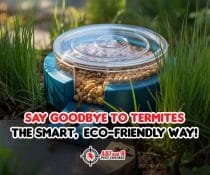 Say Goodbye to Termites - ADJ and R Pest Control Services in Davao City