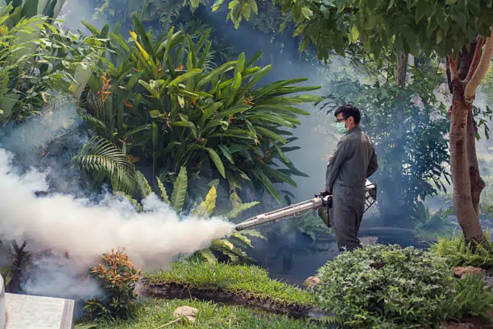 Davao Fogging