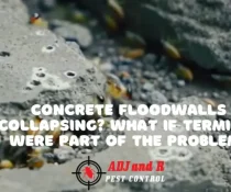 Floodwalls termites - ADJ and R Pest Control Services in Davao City
