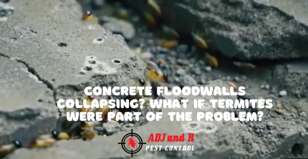 Floodwalls termites - ADJ and R Pest Control Services in Davao City
