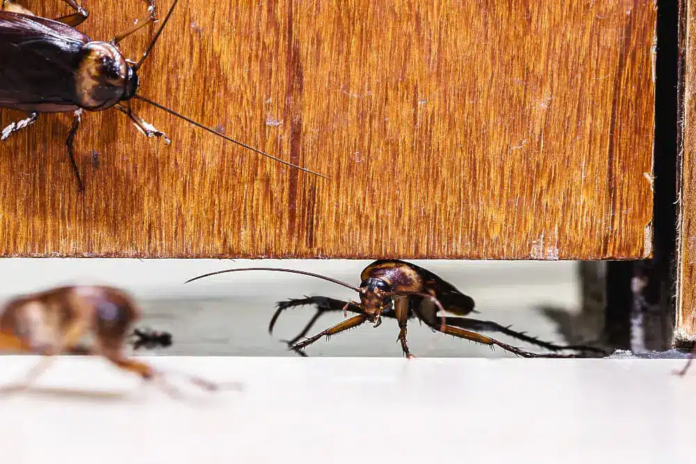 Learn how Pest Control Services in Davao City from ADJ and R Pest Control safeguard homes and businesses from infestations after floods. Protect your health and property today.