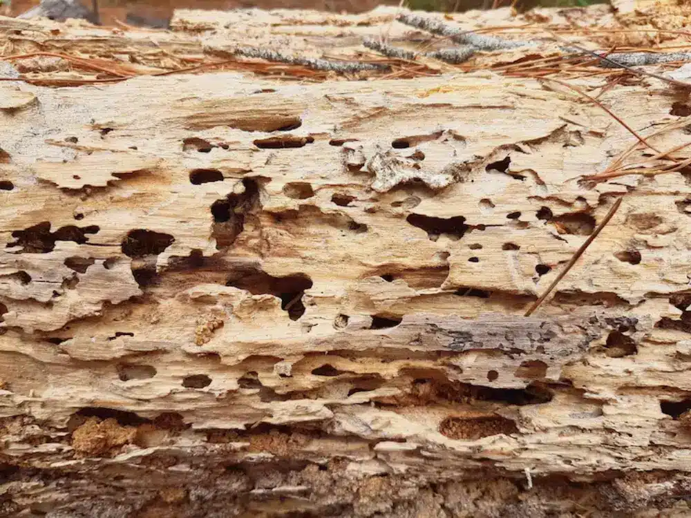 Discover how termite attack can compromise flood control projects and why professional Termite Control in Davao by ADJ and R Pest Control is essential in ensuring safety, durability, and long-term protection.
