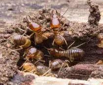 Discover how termite attack can compromise flood control projects and why professional Termite Control in Davao by ADJ and R Pest Control is essential in ensuring safety, durability, and long-term protection.