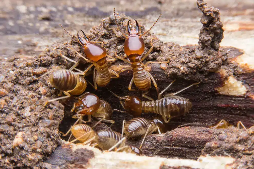 Discover how termite attack can compromise flood control projects and why professional Termite Control in Davao by ADJ and R Pest Control is essential in ensuring safety, durability, and long-term protection.