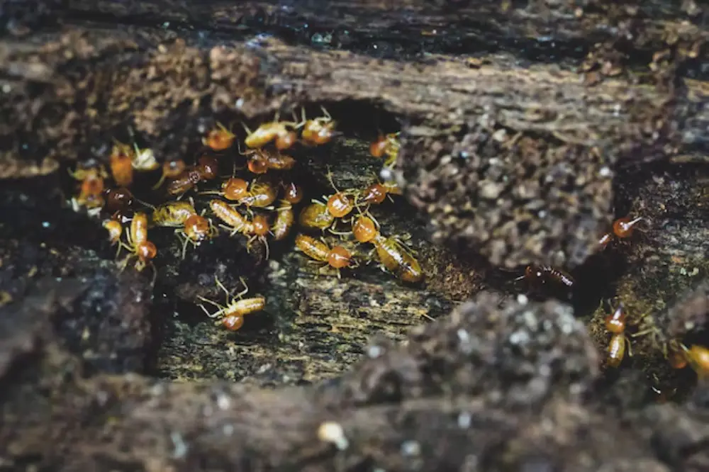 Discover how termite attack can compromise flood control projects and why professional Termite Control in Davao by ADJ and R Pest Control is essential in ensuring safety, durability, and long-term protection.