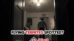 Flying termites spotted? Flying termites spotted?