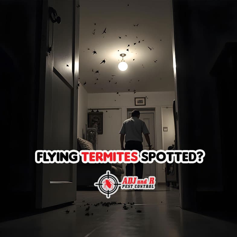 Flying termites spotted? 1 flying termites - ADJ and R Pest Control Services in Davao City